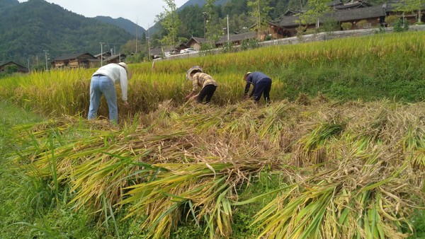 各地加大秋糧收儲力度