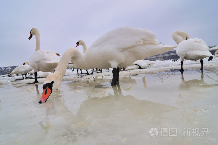 東北是捅了雪窩了