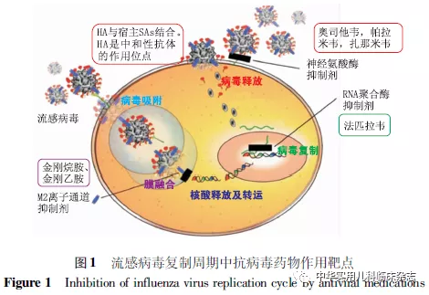 專家：這次大流行或與免疫落差有關